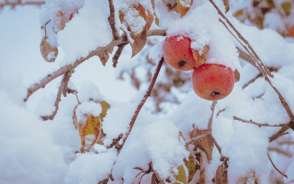 two apples hanging from a tree covered in snow