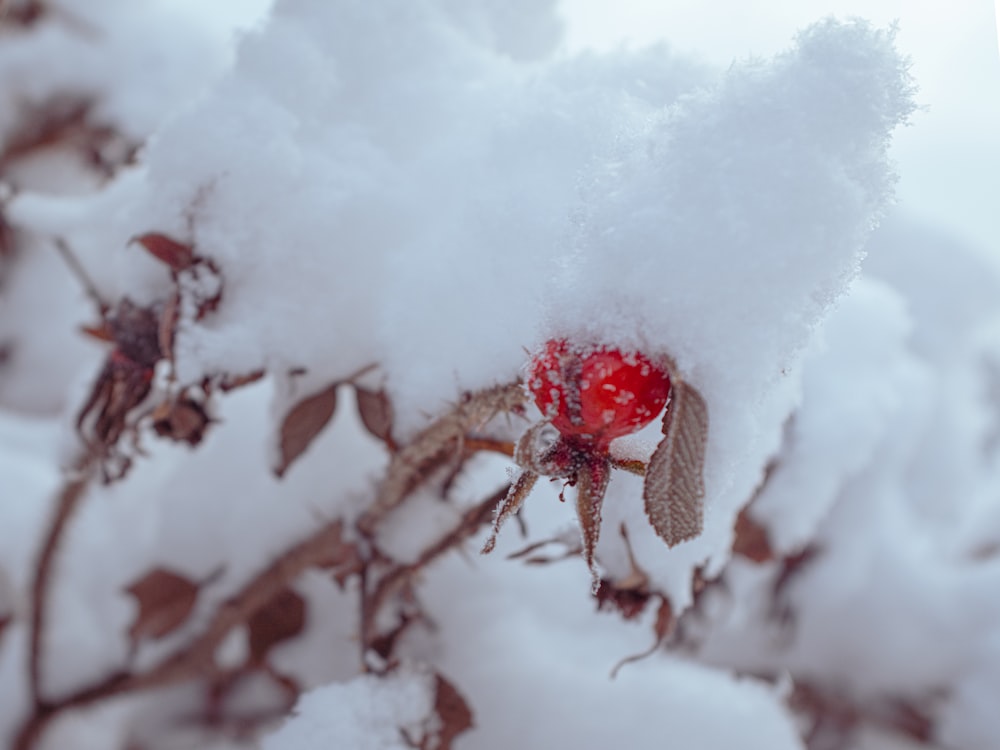 a bush covered in snow with a red berry on it