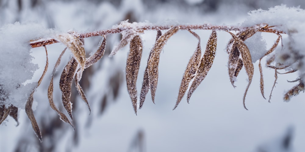 a close up of a branch with snow on it