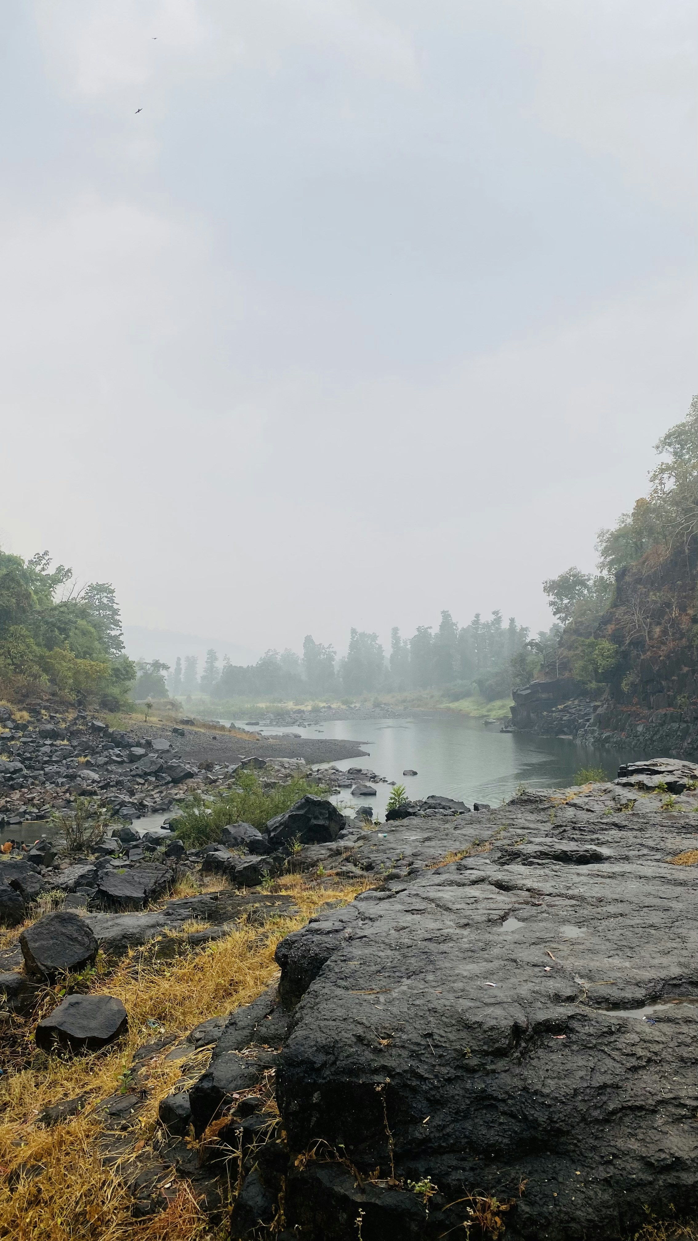 a river running through a lush green forest