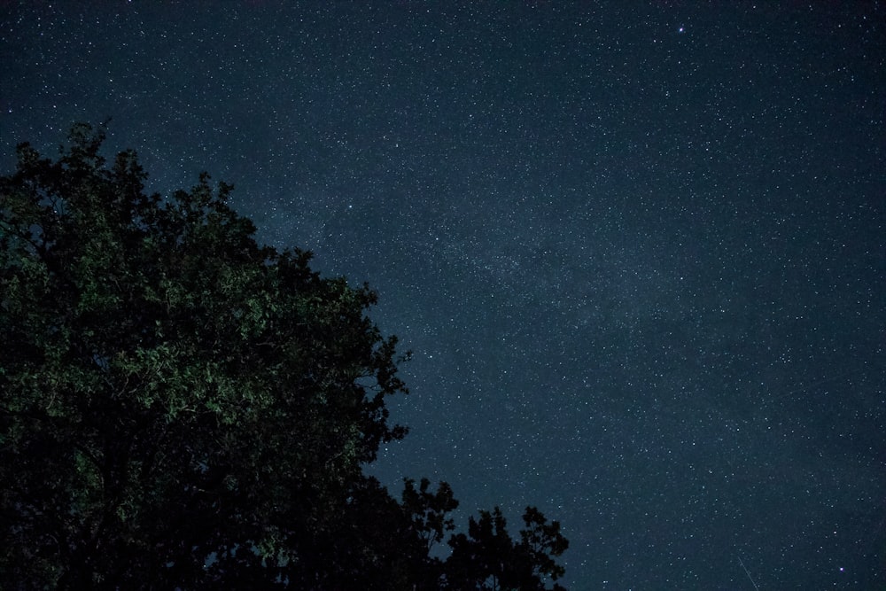 the night sky with stars and trees in the foreground