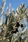 olives growing on an olive tree with blue sky in the background