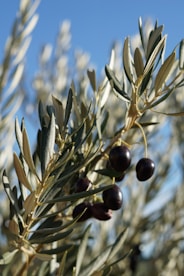 olives growing on an olive tree with blue sky in the background