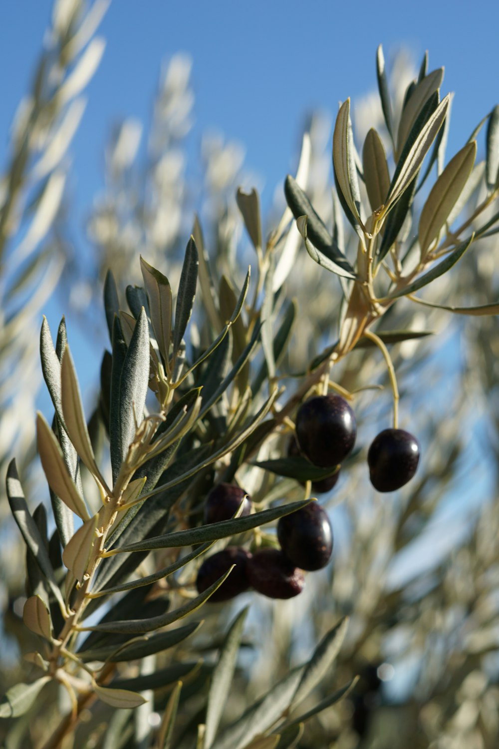 olives growing on an olive tree with blue sky in the background