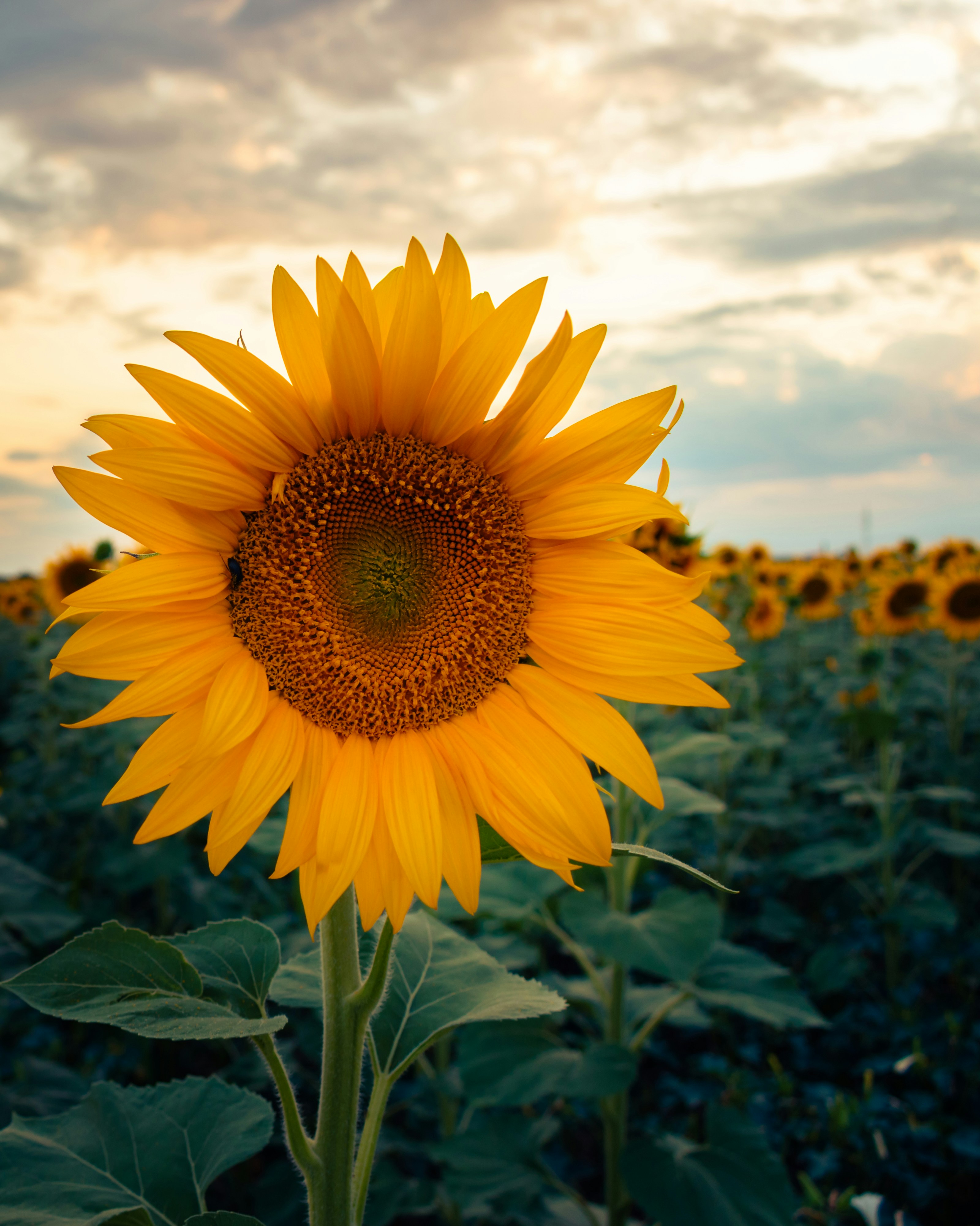 Photo by niki_emmert