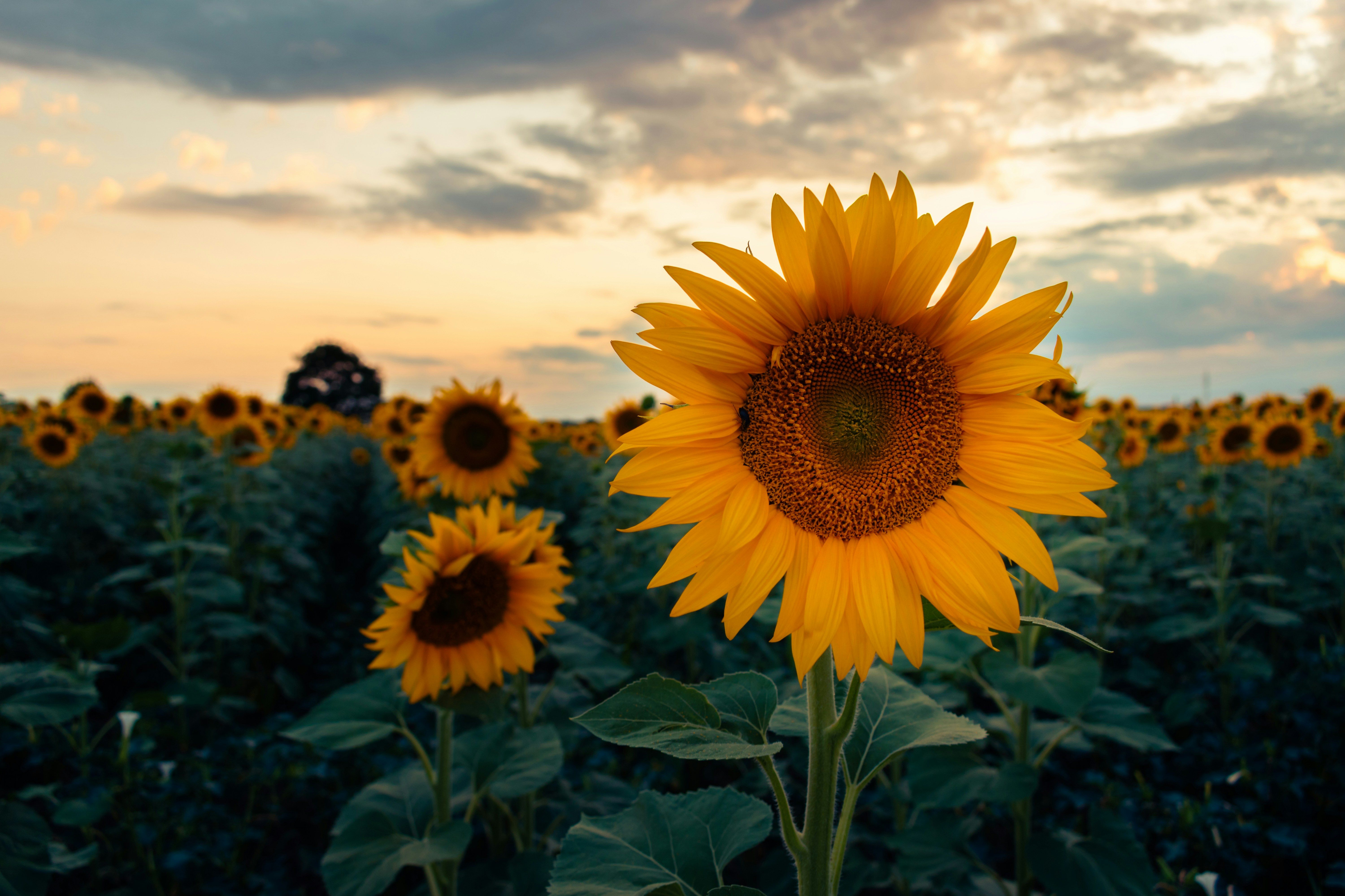 a large sunflower in a field of sunflowers