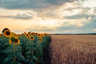 a field of sunflowers with a cloudy sky in the background