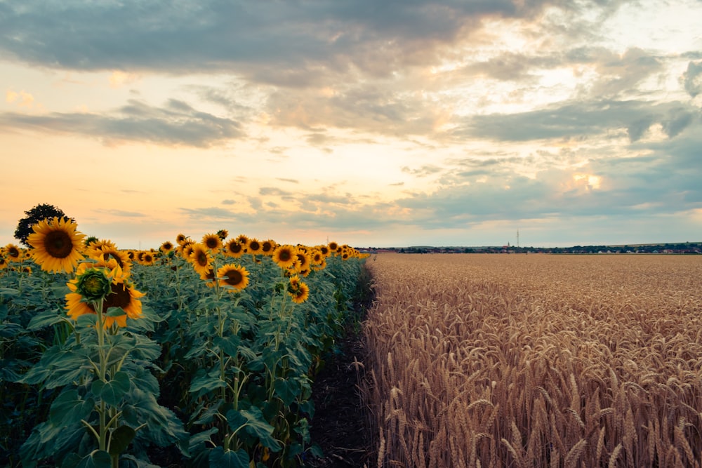 a field of sunflowers with a cloudy sky in the background