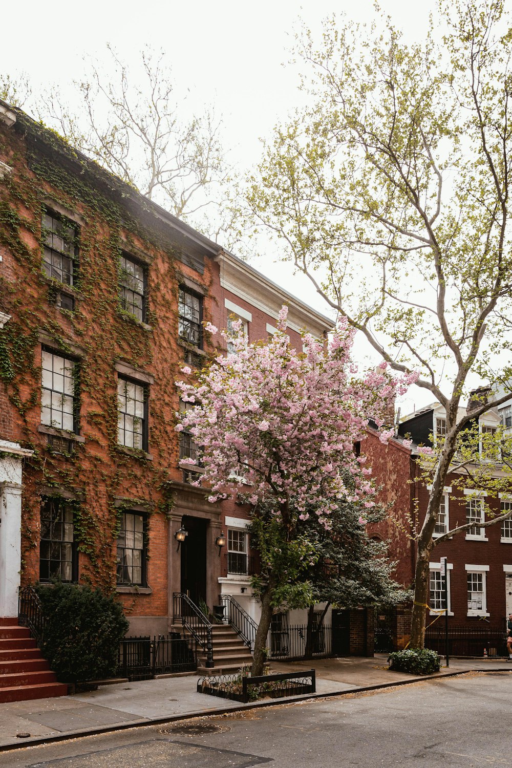 a tree in front of a row of brick buildings