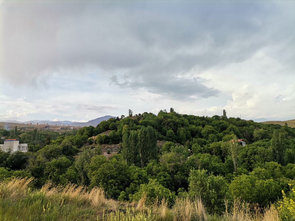 a lush green hillside covered in lots of trees