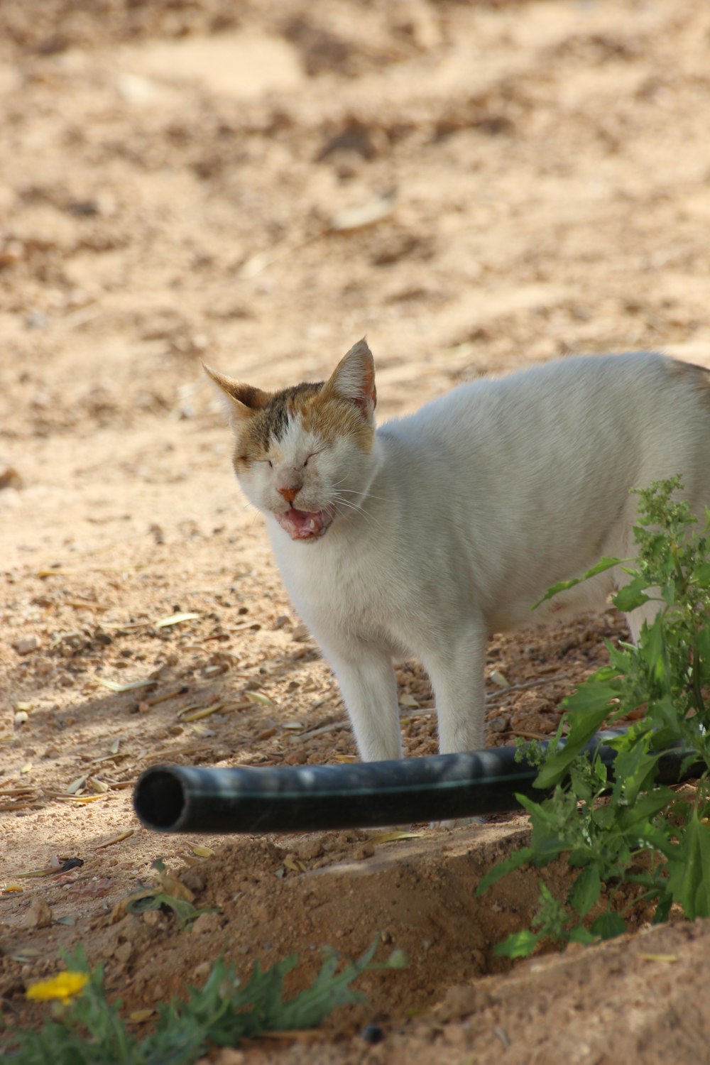 a white cat standing next to a black bat