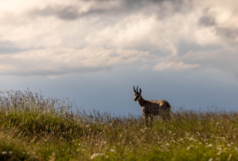 an antelope standing in a grassy field under a cloudy sky