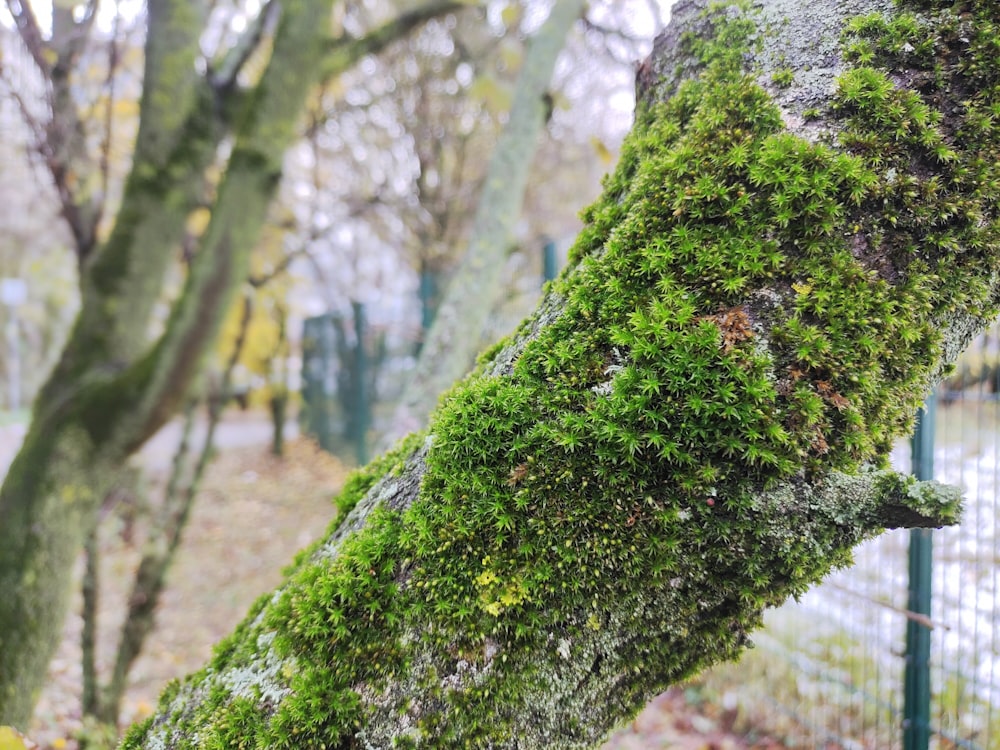 a tree covered in green moss in a park