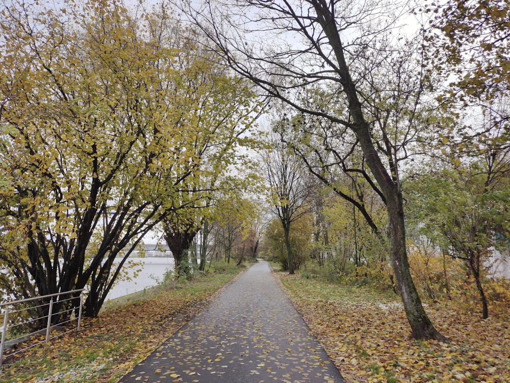 a paved road surrounded by leaf covered trees