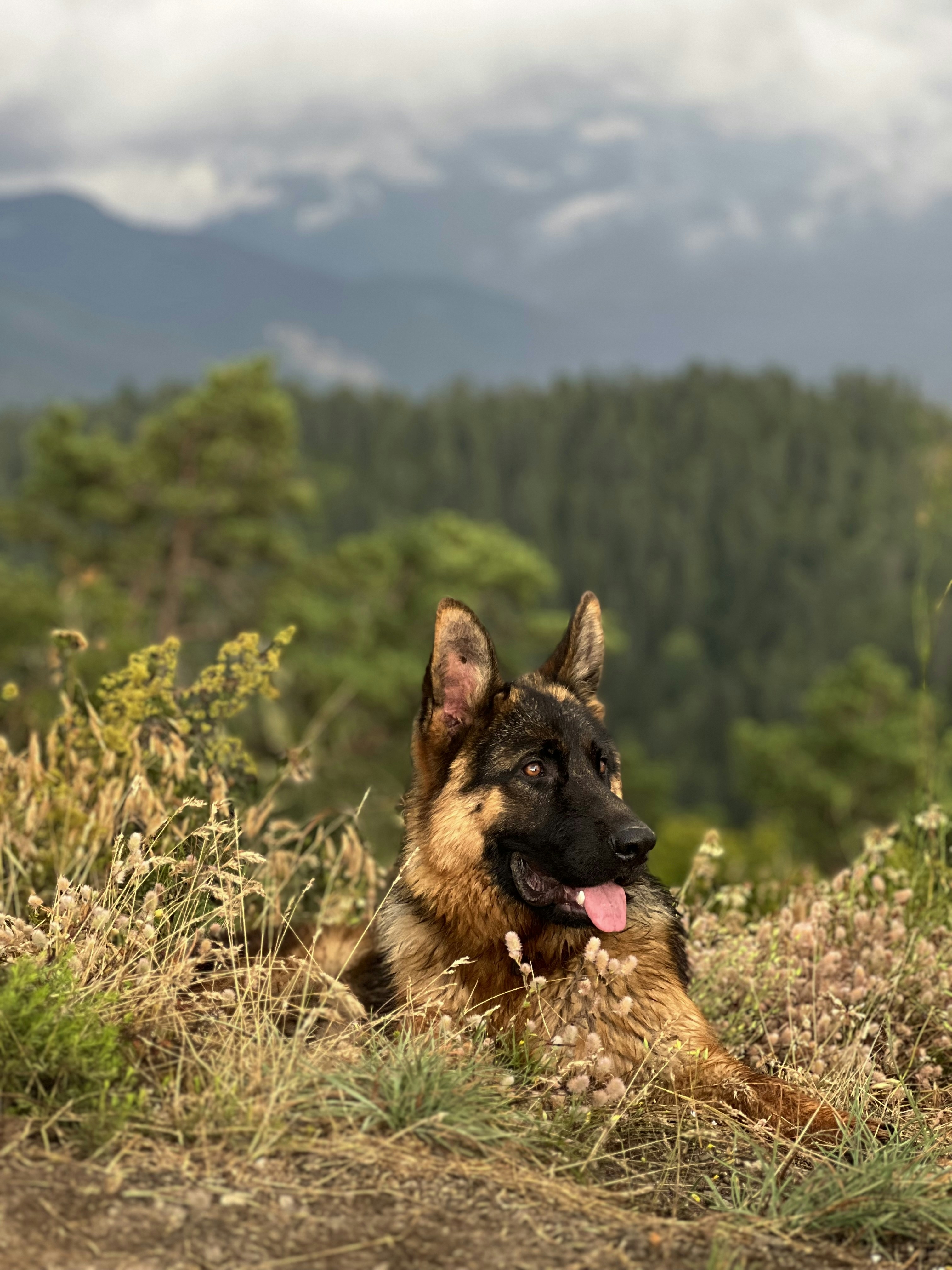 Szczęśliwy pies w kojcu