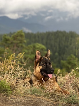 A German Shepherd dog lies contentedly amidst tall grass and wildflowers. In the background, a lush green forest stretches towards misty, cloud-covered mountains.