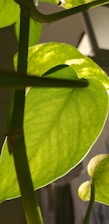 Close-up of delicate olive-green leaves shimmering in the sunlight.