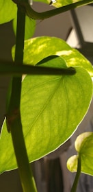 Close-up of delicate olive-green leaves shimmering in the sunlight.