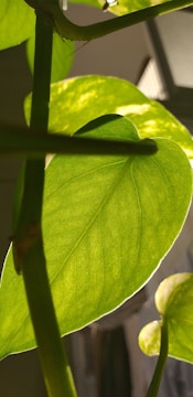 Close-up of vibrant hemp leaves basking in sunlight.