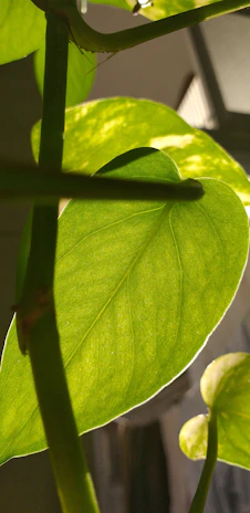 Close-up of vibrant green leaves of a medicinal herb bathed in morning sunlight.