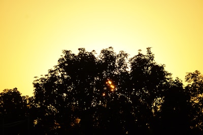Silhouette of a majestic jungle tree with golden light filtering through dense foliage.