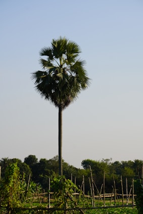 A tall palm tree stands prominently against a clear sky with lush greenery and wooden supports in the foreground, indicating an agricultural or horticultural setting.