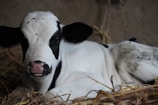 Close-up of a calf resting comfortably in straw bedding, showcasing the care given to young livestock.
