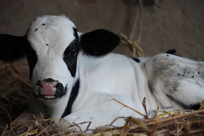 Close-up of a calf resting comfortably in straw bedding, showcasing the care given to young livestock.