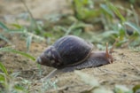 A snail with a brown, textured shell and extended tentacles crawls across a patch of dirt and grass. Dewdrops can be seen on the grass blades in the background, indicating a moist environment.
