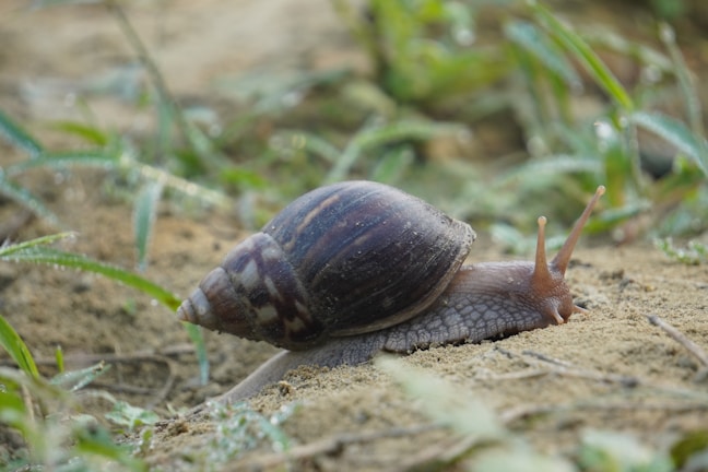A snail with a brown, textured shell and extended tentacles crawls across a patch of dirt and grass. Dewdrops can be seen on the grass blades in the background, indicating a moist environment.