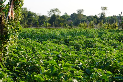 Sunlit green fields representing growth and eco-friendly investments.