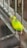 A vibrant yellow and green budgerigar perches on a rusty metal bar. Behind the bird is a wire mesh fence with a background of concrete surfaces.