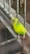 A vibrant yellow and green budgerigar perches on a rusty metal bar. Behind the bird is a wire mesh fence with a background of concrete surfaces.
