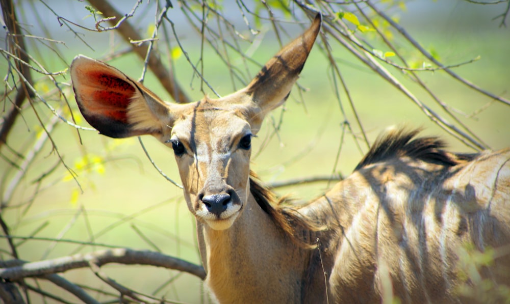 a gazelle standing in the shade of a tree