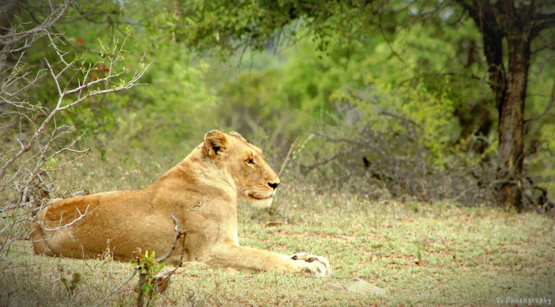 Hidden and Underrated Cafes in Kruger National Park That Most Tourists Miss