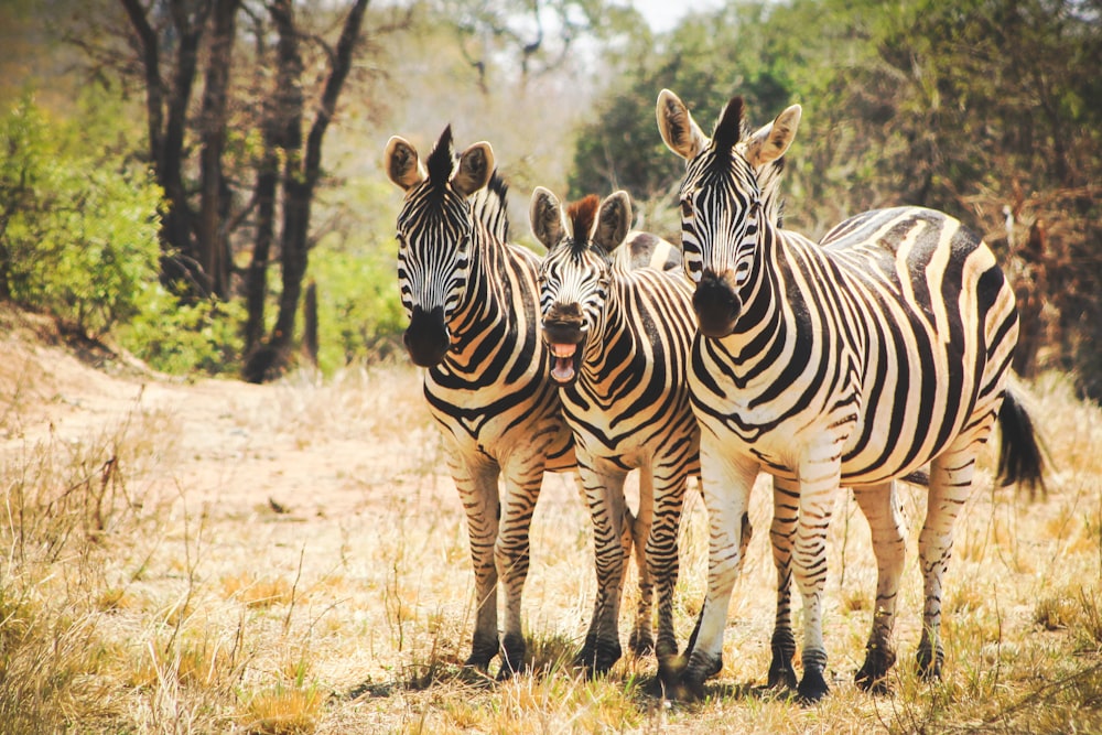 three zebras standing in a field with trees in the background
