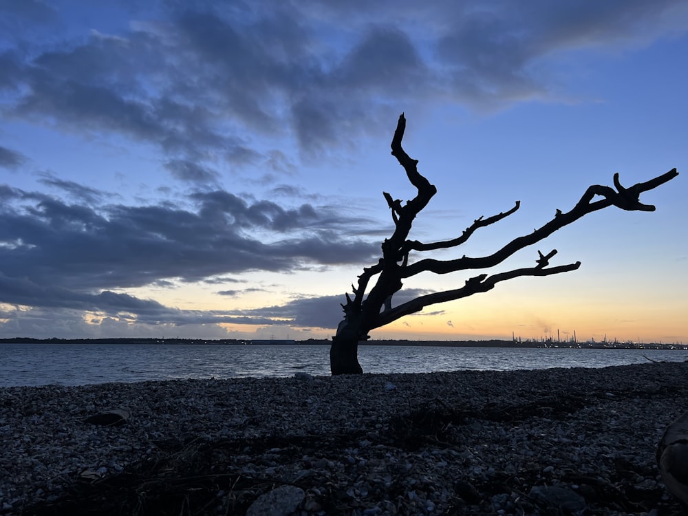 a tree that is standing in the sand