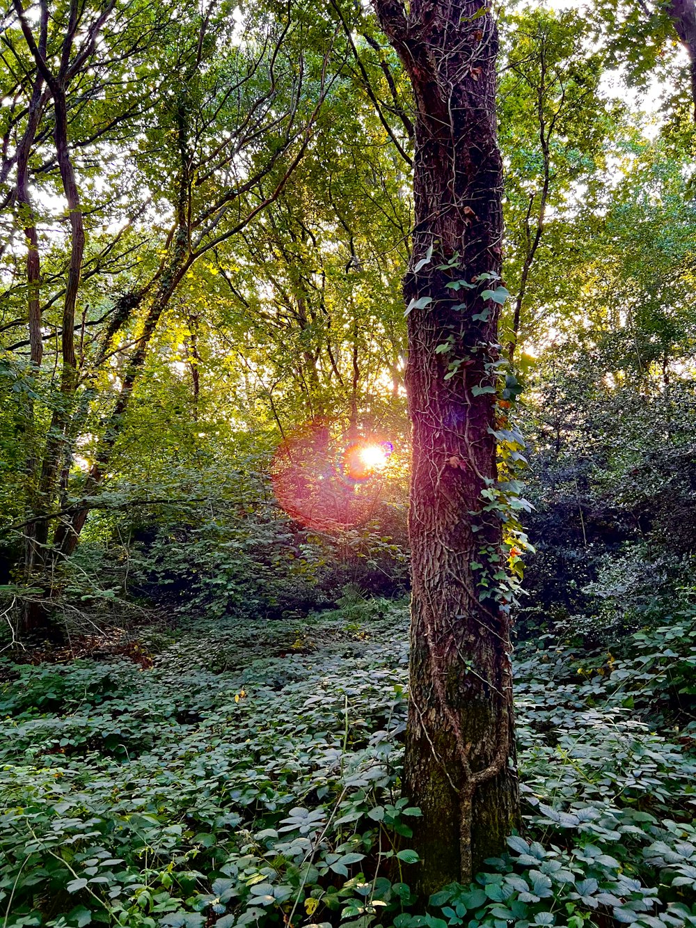 the sun is shining through the trees in the woods