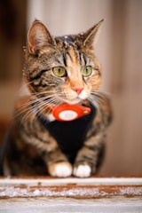 a cat sitting on top of a wooden table