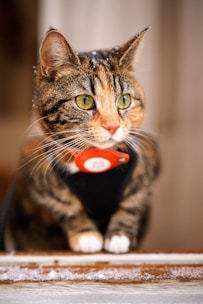 a cat sitting on top of a wooden table