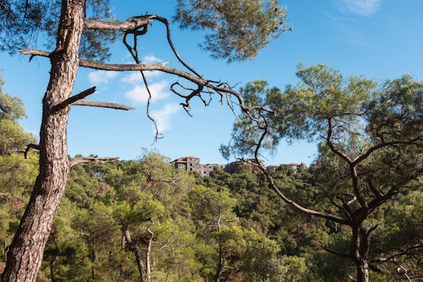 A serene forest landscape with tall pine trees.