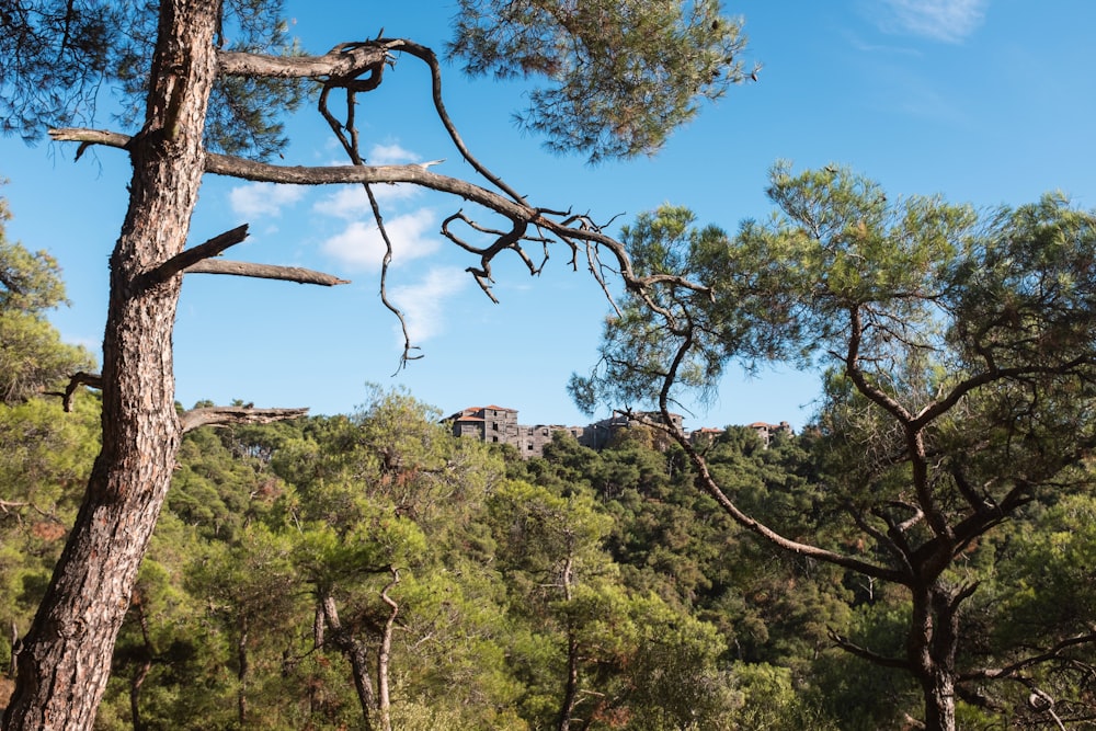 a group of trees in a forest with a blue sky in the background