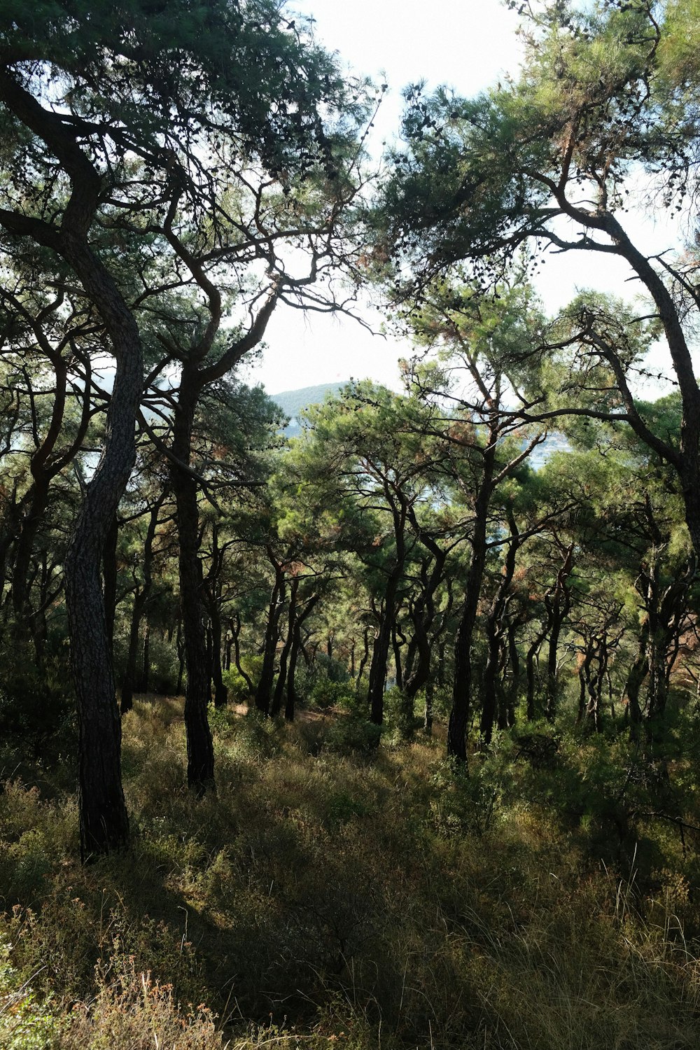 a forest filled with lots of tall trees