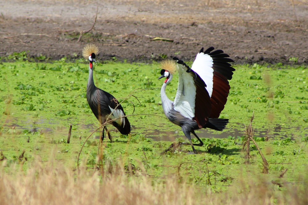 a couple of birds that are standing in the grass