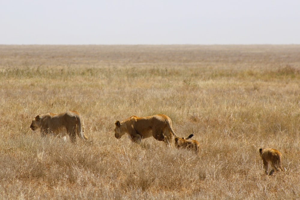 a herd of lions walking across a dry grass field