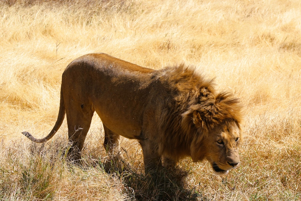 a lion walking through a dry grass field