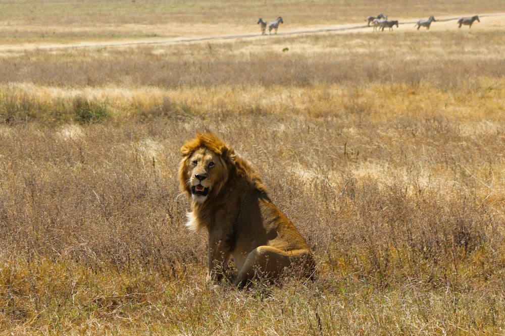 a lion sitting in the middle of a field