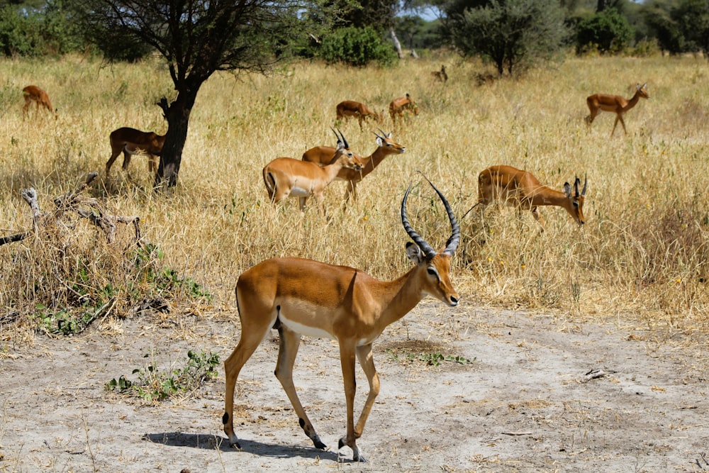 a herd of antelope standing on top of a dry grass field