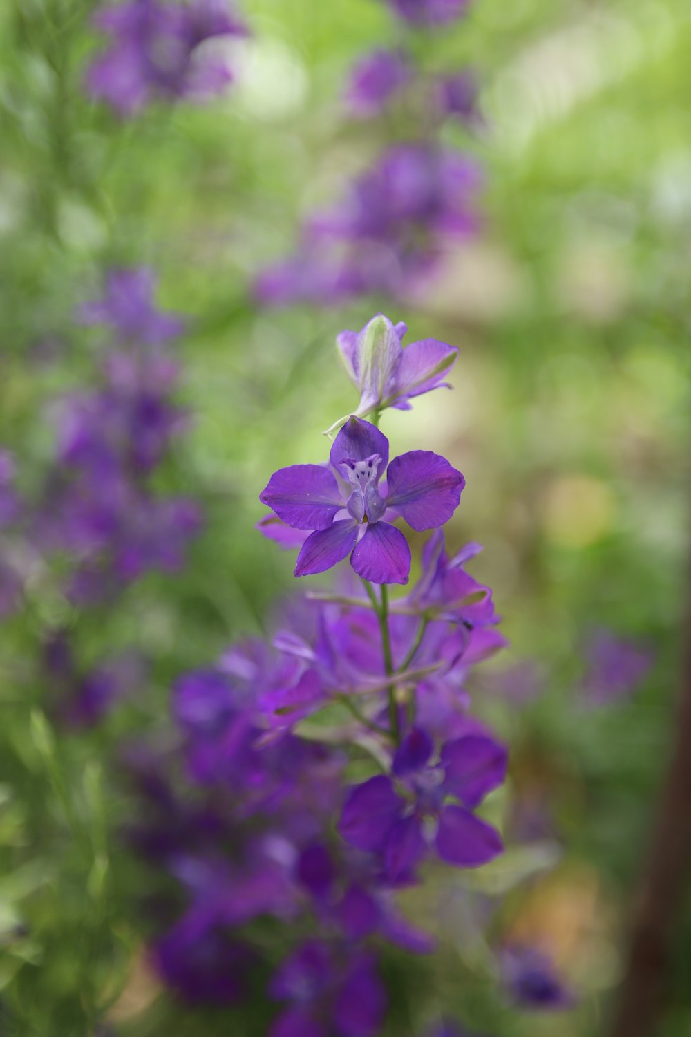 a close up of a purple flower with blurry background