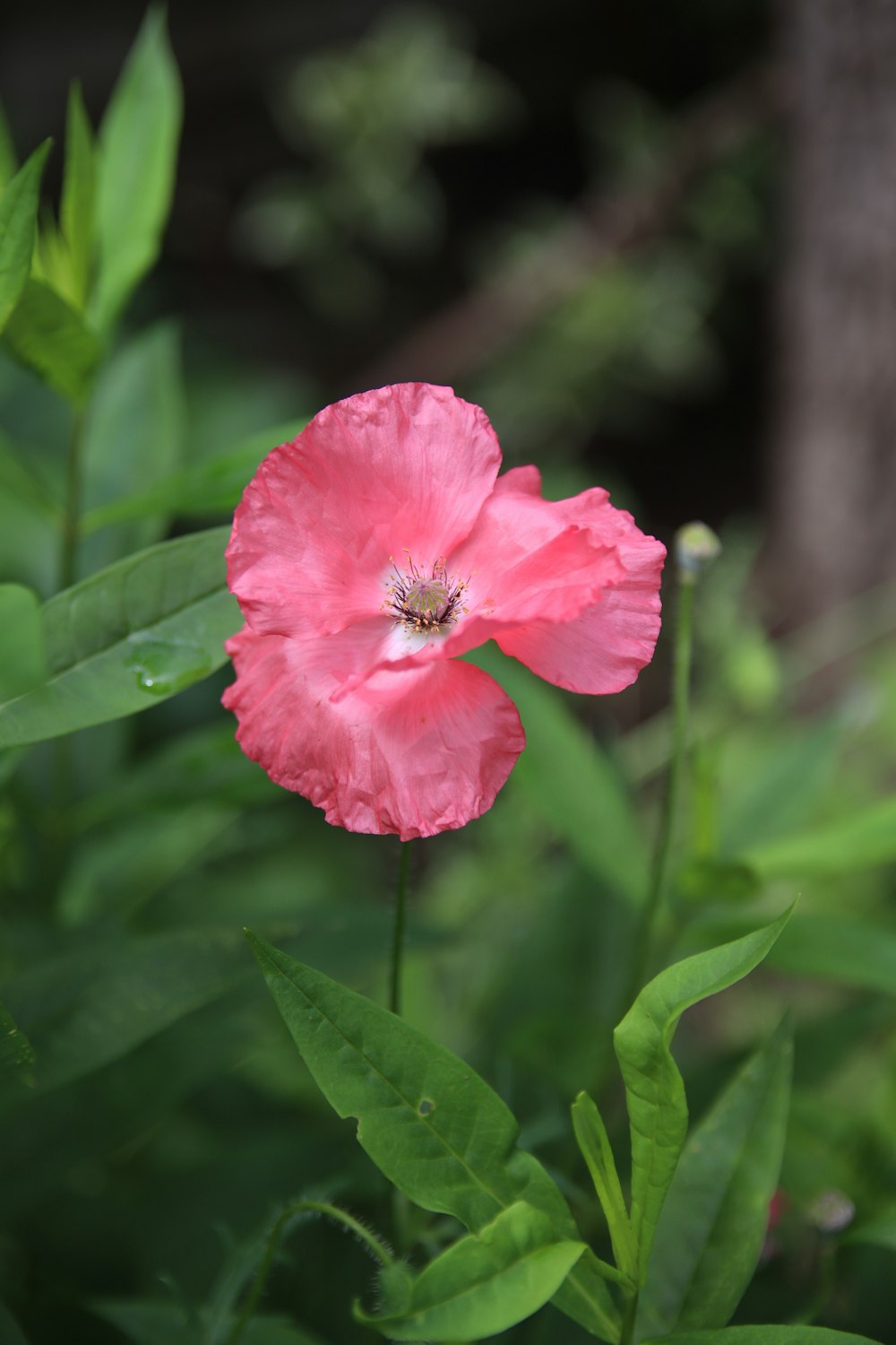 a pink flower with green leaves in the background